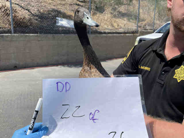 Adoptable Bird