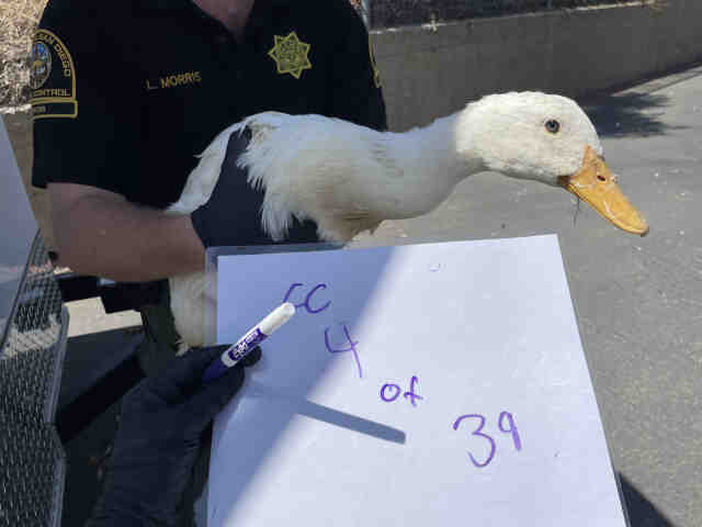 Adoptable Bird