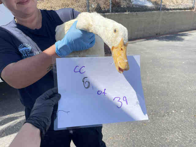 Adoptable Bird