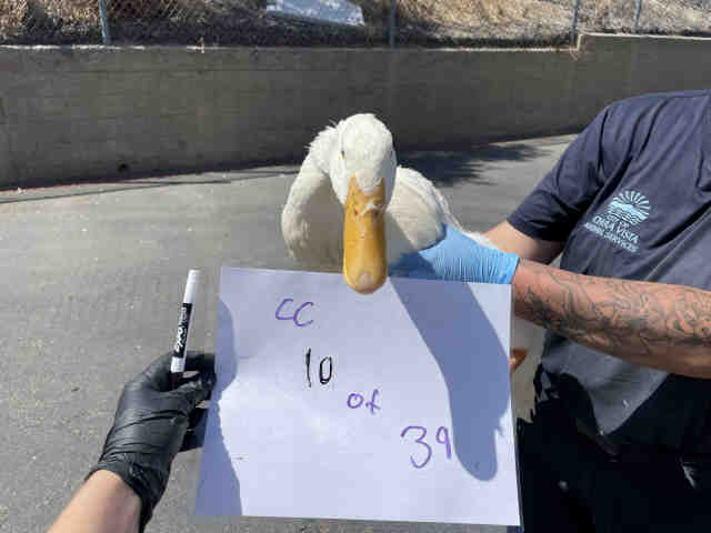 Adoptable Bird