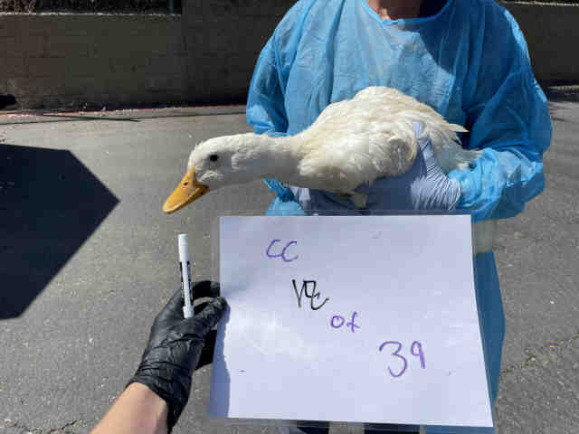 Adoptable Bird