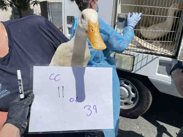 Adoptable Bird