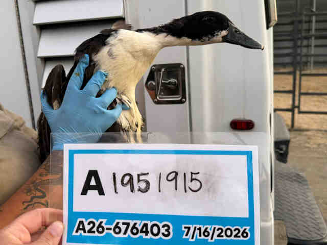 Adoptable Bird