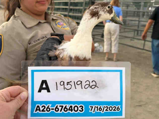Adoptable Bird