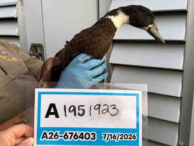 Adoptable Bird