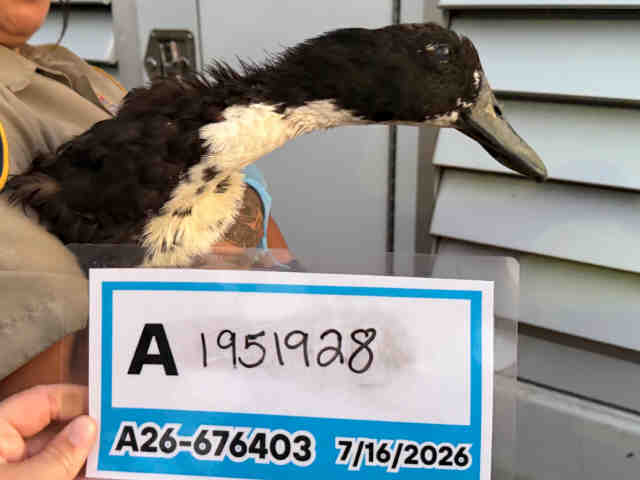 Adoptable Bird