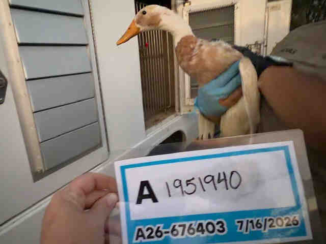 Adoptable Bird