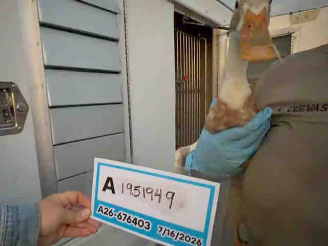 Adoptable Bird