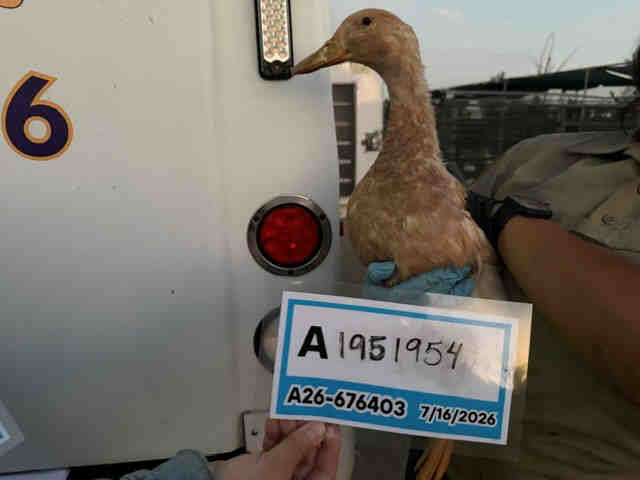 Adoptable Bird