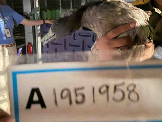 Adoptable Bird