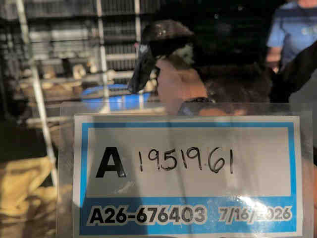 Adoptable Bird
