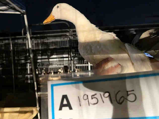 Adoptable Bird