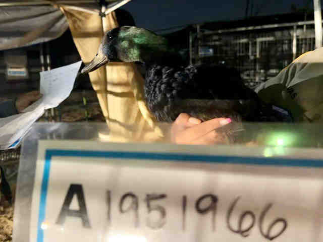 Adoptable Bird