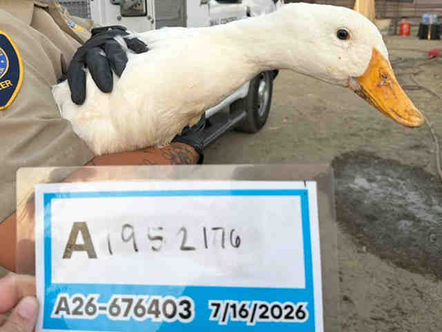 Adoptable Bird