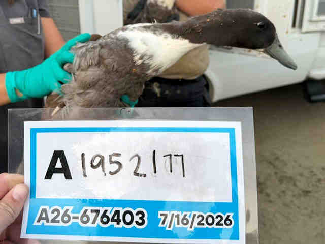 Adoptable Bird