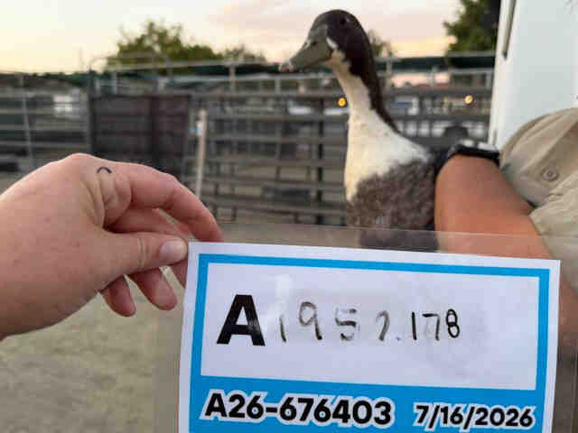 Adoptable Bird