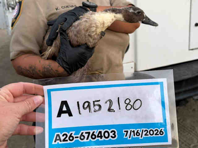Adoptable Bird