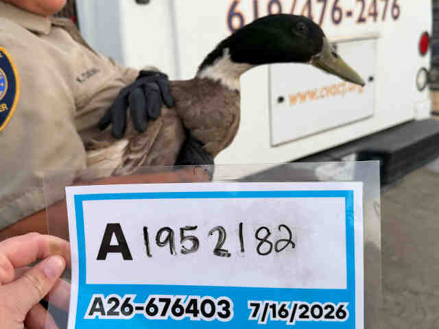 Adoptable Bird