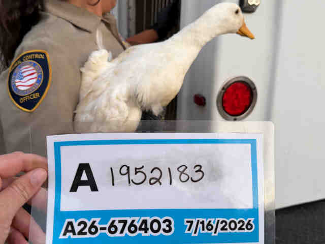 Adoptable Bird