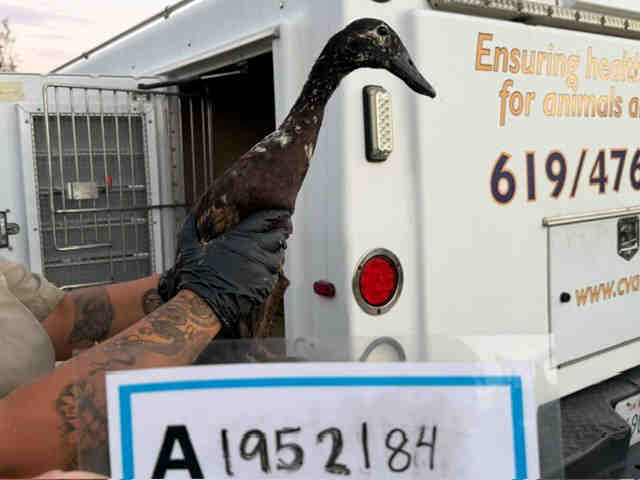 Adoptable Bird