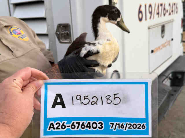 Adoptable Bird