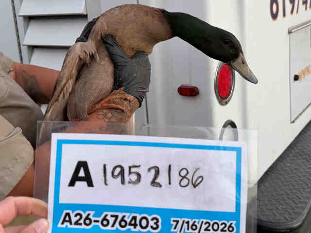Adoptable Bird