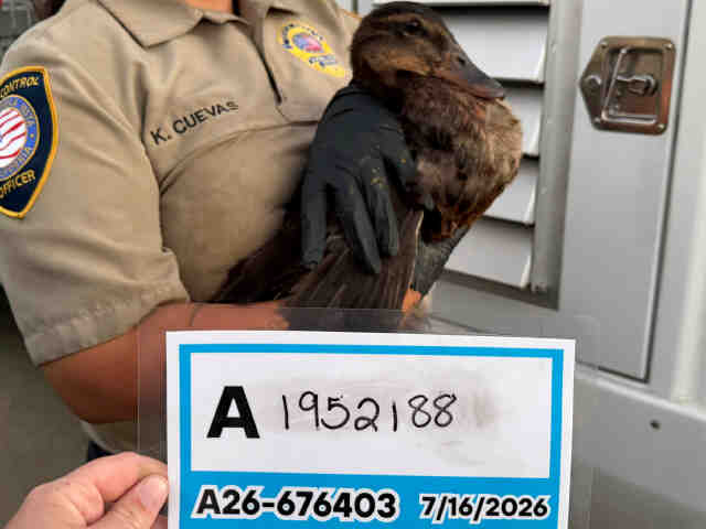 Adoptable Bird