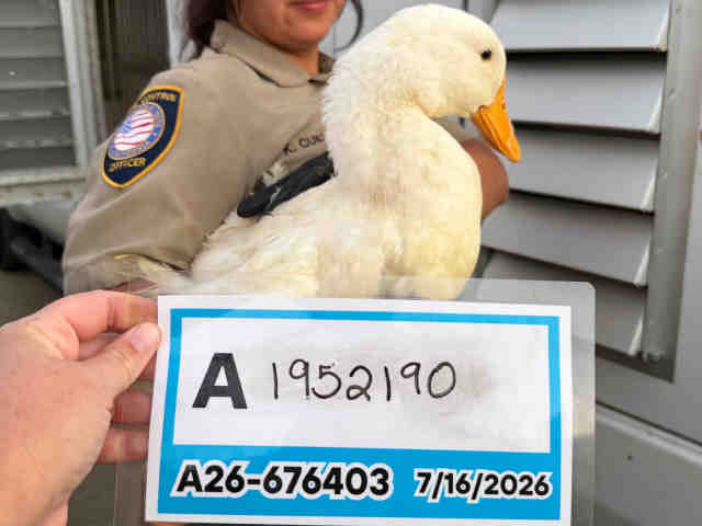 Adoptable Bird