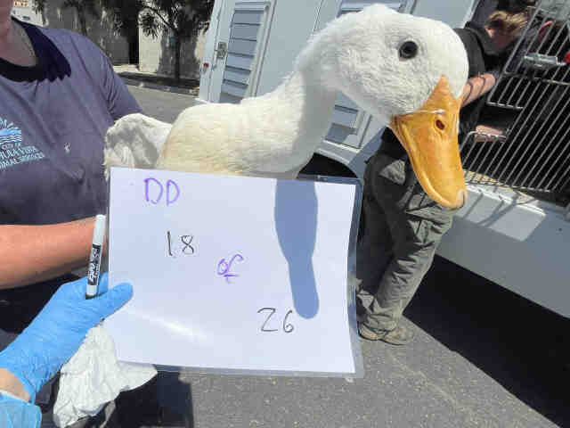 Adoptable Bird