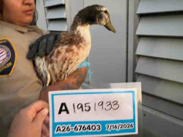 Adoptable Bird