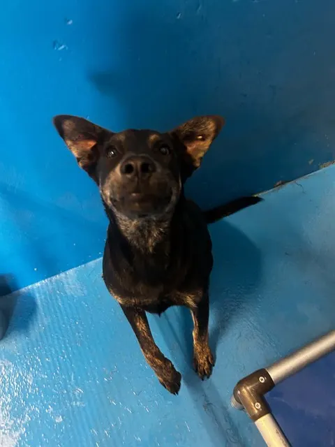 Bella