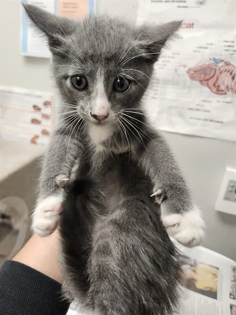 Adoptable Cat