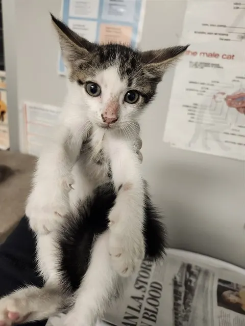 Adoptable Cat