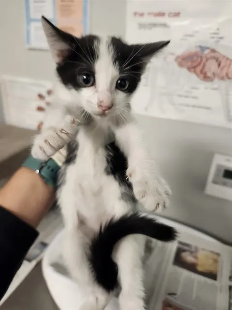 Adoptable Cat