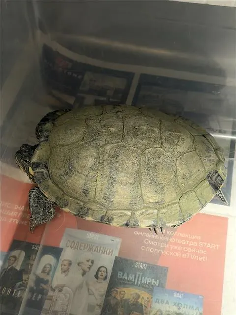Mikey