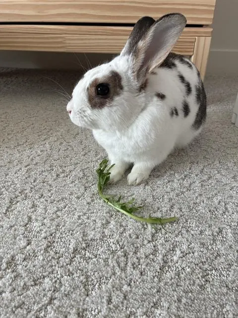 Bubbles