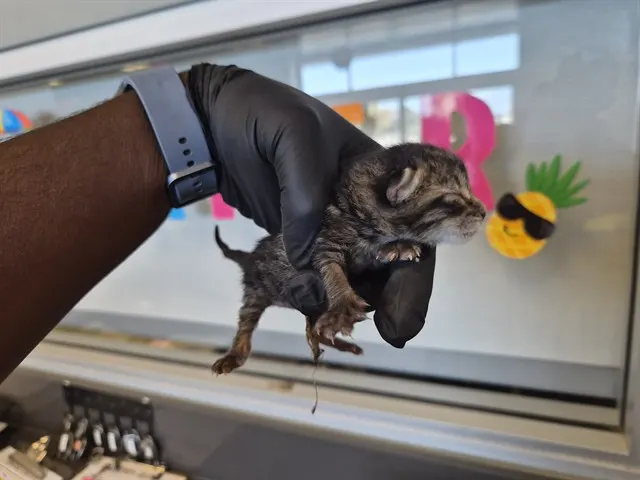 Adoptable Cat