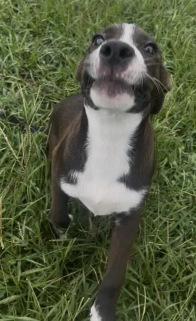 Mr. Pickles