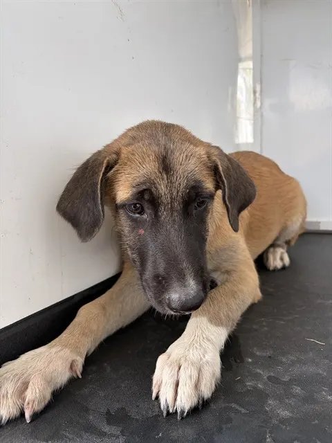 Adoptable Dog