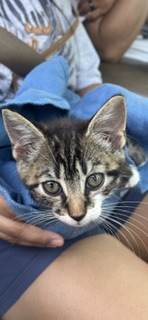 Adoptable Cat