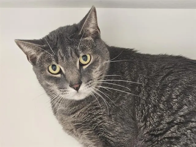 Grayla