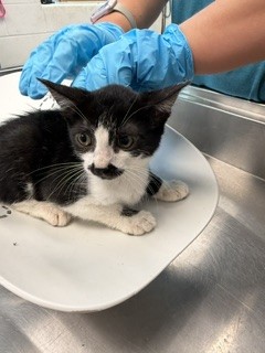 Adoptable Cat