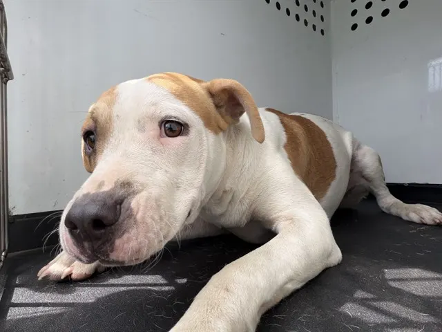 Adoptable Dog