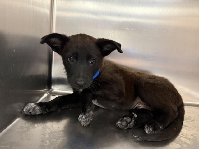 Adoptable Dog