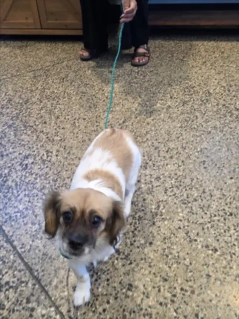 Adoptable Dog