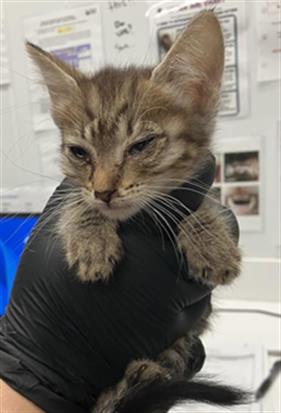 Adoptable Cat