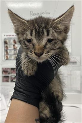 Adoptable Cat