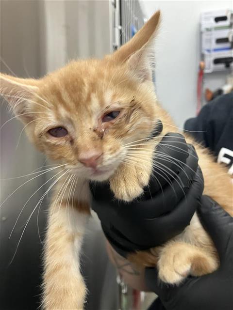 Adoptable Cat