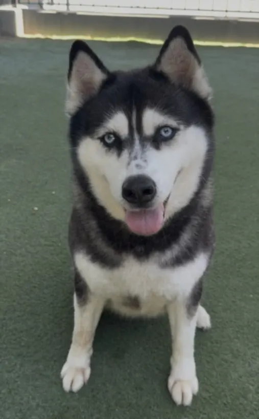 Shiloh