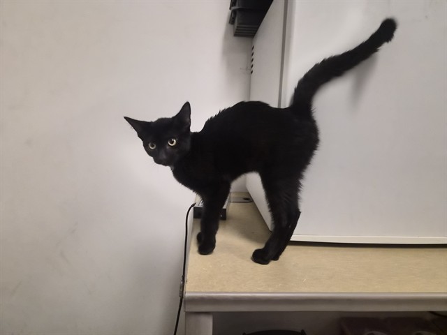 Adoptable Cat